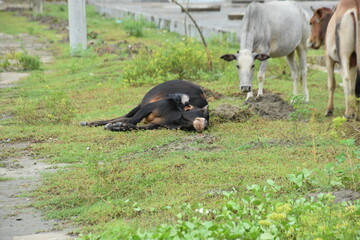A black cow sleeps on the grass while a white Zebu cow and a House Crow stand nearby in a rural farm scene in Bangladesh.