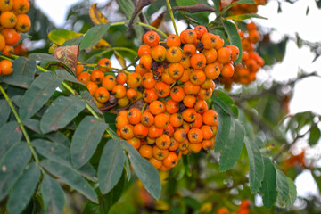 orange rowan berries ripen on the branches