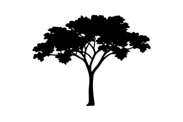 Blue Jacaranda Tree Silhouette on White nature