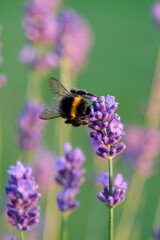 Macro shot of bumblebee feeding on lavender bloom with soft focus backdrop