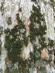 tree bark texture
