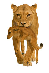 lioness hunted prey. hunting in the wild. matriarchy