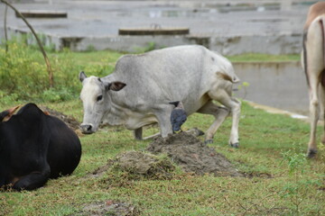 Fototapeta premium A House Crow (Corvus splendens) perches on the head of a resting Zebu cow, showing a symbiotic relationship in rural Bangladesh.