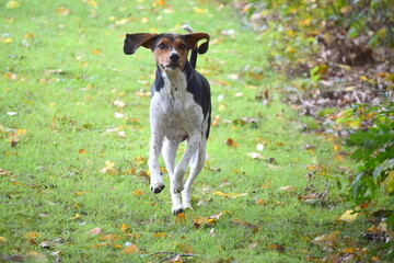 Treeing Walker Coonhound