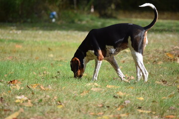 Treeing Walker Coonhound