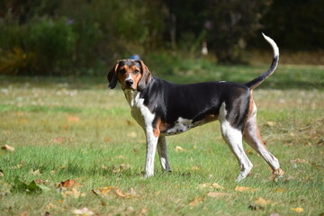 Treeing Walker Coonhound