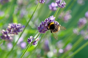 Bumblebee pollinating purple lavender flower with green blurred backround