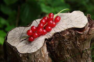 Roten Johannisbeeren Rispe auf kleinen Baumstumpf