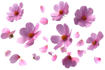  Colorful pink cosmos flowers floating in the air, cut out on a Transparent background PNG