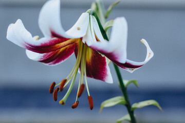 Macro close-up of a white lily flower with a pink center and visible stamens, soft natural light,...