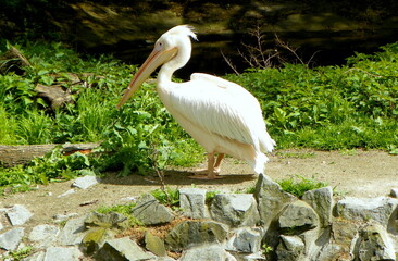 Poland, Warsaw, Ratuszowa 1/3,  Warsaw Zoological Garden (Warsaw Zoo), pink pelican