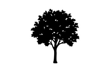 Blue Osage Orange Tree Silhouette on White nature