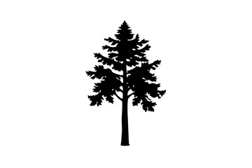 Silhouette of a blooming sequoia tree on a white background