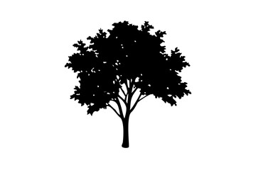 Fototapeta premium Zelkova tree silhouette with blooming branches on white