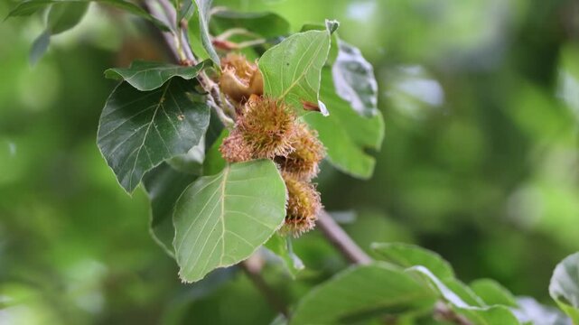 Close-up: Beechnuts in their prickly shell