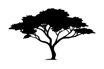 Desert Hawthorn Tree Silhouette plant