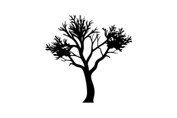 Obraz premium Desert Koa Tree Silhouette on White Background plant