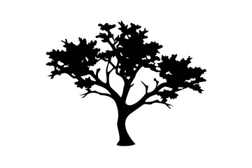 Obraz premium Desert Hornbeam Tree Silhouette nature