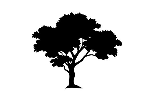Desert Hickory Tree Silhouette nature
