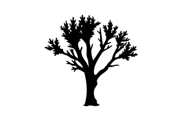 Desert poplar tree silhouette on white background arid