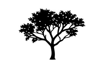 Obraz premium Dwarf Hazel Tree Silhouette hazelnut tree shrub