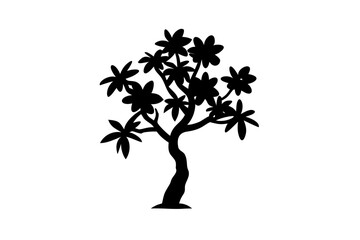 Dwarf Frangipani Tree Silhouette with White Background