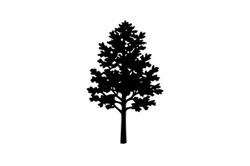 Dwarf poplar tree silhouette on white background