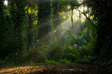 Fototapeta premium morning in the forest