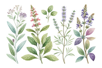 Fototapeta premium set of watercolor Sage vector illustration isolated on white background