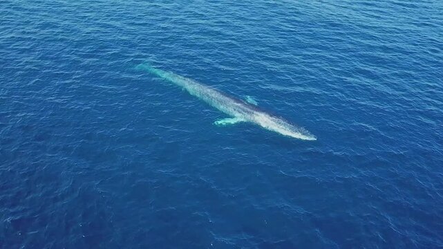 Observe a Majestic Blue Whale, Delphinapterus leucas, swimming. This rare sight showcases its natural habitat and graceful movements through the deep blue ocean waters in the daytime.