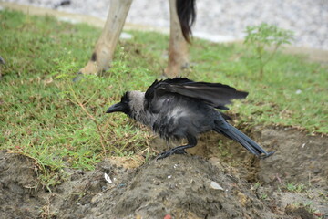 A crow stands on a muddy hillock next to a grazing cow.