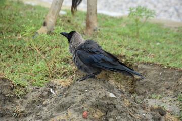 A crow stands on a muddy hillock next to a grazing cow.