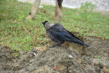 A crow stands on a muddy hillock next to a grazing cow.