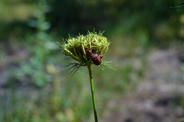 Striped shield bug on wild carrot flower head, close-up in natural sunlight. Macro view of insect in summer garden.