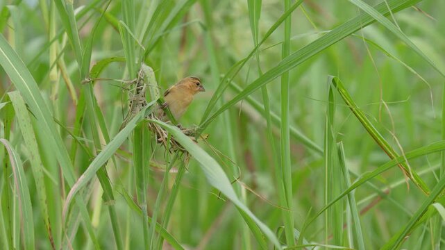 Baya Weaver birds are building nests from dry grass.