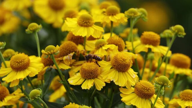 Summer scene: bees on bright Helenium flowers