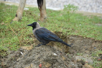 A crow stands on a muddy hillock next to a grazing cow.