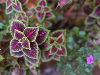 Ornamental foliage of Coleus plant with striking pink, purple, and green variegation, showcasing bold texture and vivid contrast in a tropical garden.