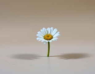 a single daisy with a vibrant yellow center in full bloom atop a light beige surface