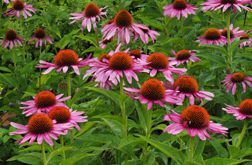  Sommerblume