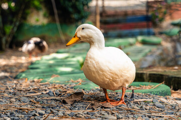 White duck standing on gravel path in rustic garden with green tiles, lush plants, duck house, and other ducks in the background.
