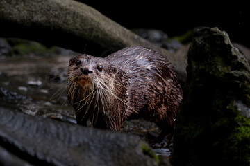 Portrait of otter lying between rocks
