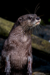 Portrait of otter lying between rocks