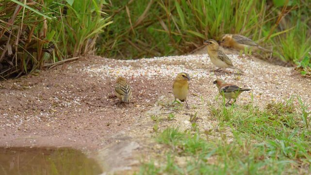 Baya Weaver forages for seeds on the ground. 