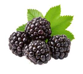 Fresh blackberries with green leaves isolated on a transparent background for culinary and healthy lifestyle concepts