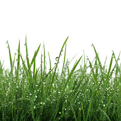 Obraz premium Dewdrops on Lush Green Grass Blades Nature Beauty