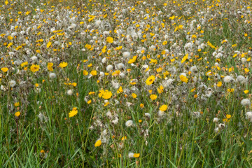 Field full of Field milk thistles, also known as Field sowthistle, both blooming and faded, flowers and seed heads