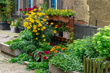 Colorful flower arrangement in pots and wooden boxes against an old townhouse wall. Urban...