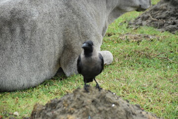 A crow stands on a mound of mud next to a resting white cow.