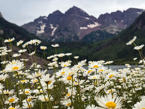 Wild Daisies in Bloom at Maroon Bells Colorado With Snowcapped Rocky Mountains in Summer